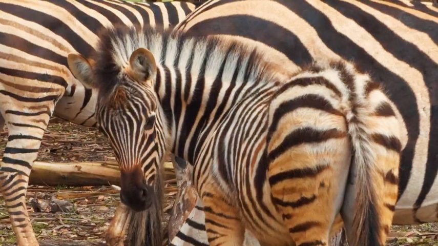 Zebra: não há duas iguais