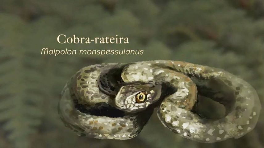 Serpentes de Portugal: conhecê-las e perder o medo