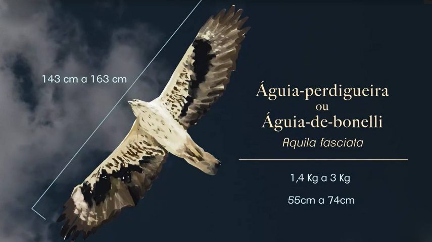 Predadores de topo