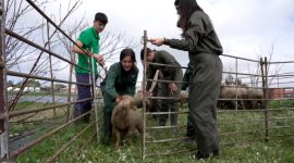 Imagem de Escolher o ensino profissional