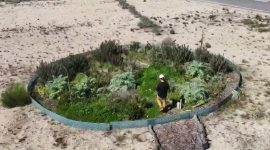 Imagem de Miniflorestas, oásis urbanos