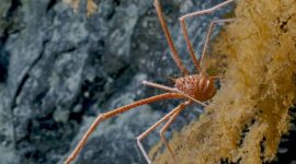 Imagem de O que sabemos sobre os crustáceos?