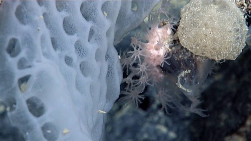 Esponjas: Uma Viagem à Origem da Vida