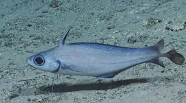 Imagem de O que escondem os sedimentos do fundo oceânico