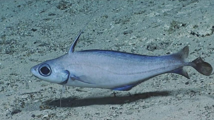 O que escondem os sedimentos do fundo oceânico