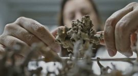 Imagem de O Holoceno no mar dos Açores