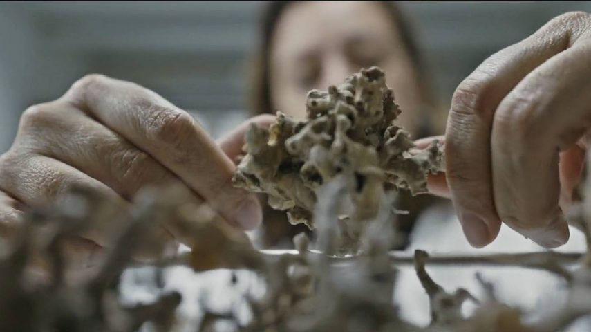 Iamgem de O Holoceno no mar dos Açores