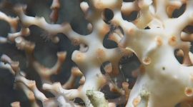 Imagem de Jardins de corais — oásis de profundidade