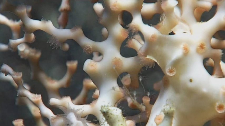 Jardins de corais — oásis de profundidade