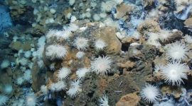 Imagem de Como se vive sem luz no mar profundo?