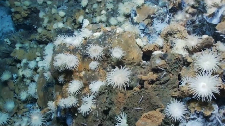 Como se vive sem luz no mar profundo?