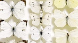 Imagem de Atenção: desapareceu uma borboleta!