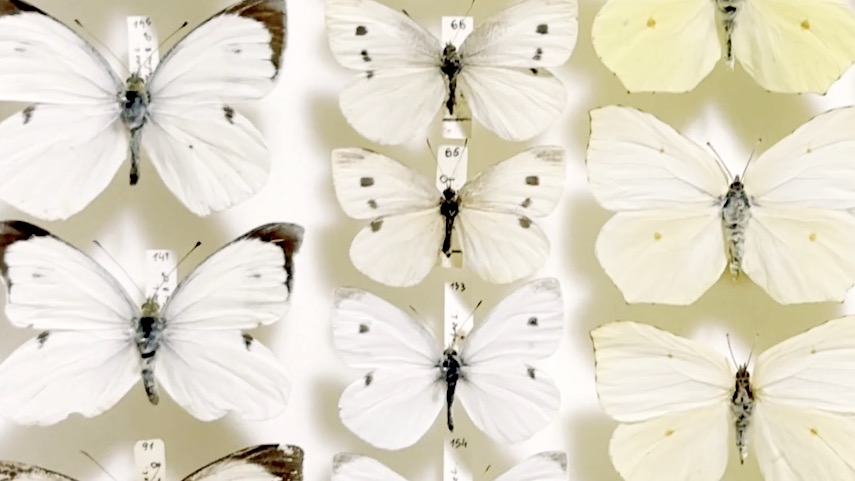 Iamgem de Atenção: desapareceu uma borboleta!