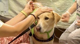 Imagem de Os incríveis cães terapeutas