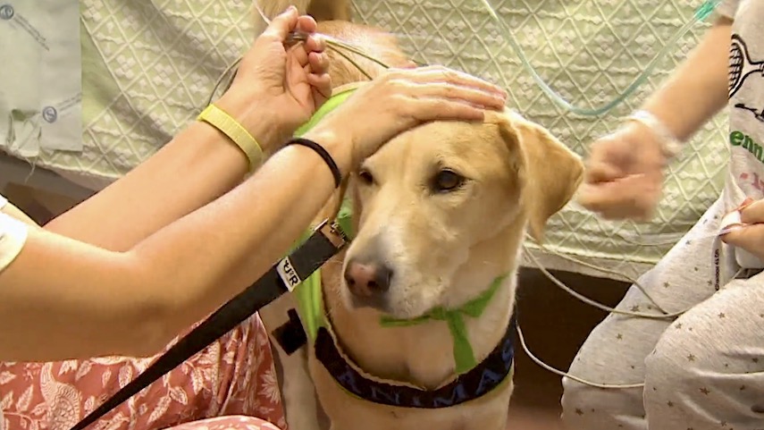 Imagem de Os incríveis cães terapeutas