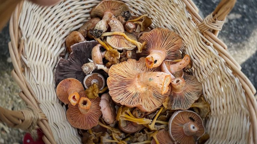 O que sabemos sobre os cogumelos portugueses?