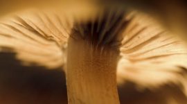 Imagem de No reino oculto dos fungos