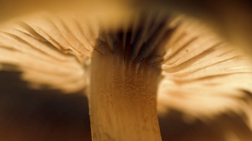 Imagem de No reino oculto dos fungos