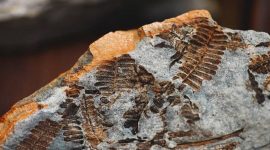 Imagem de Fósseis de fungos: o papel vital na vida da Terra