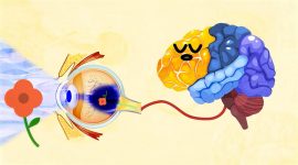 Imagem de Descomplicar a Visão