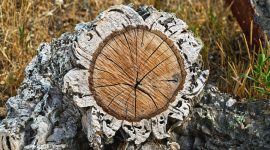 Imagem de Cortar sobreiros pode ser um crime contra a natureza?
