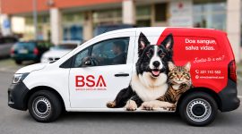 Imagem de Cães e gatos podem doar sangue. Queres saber como?