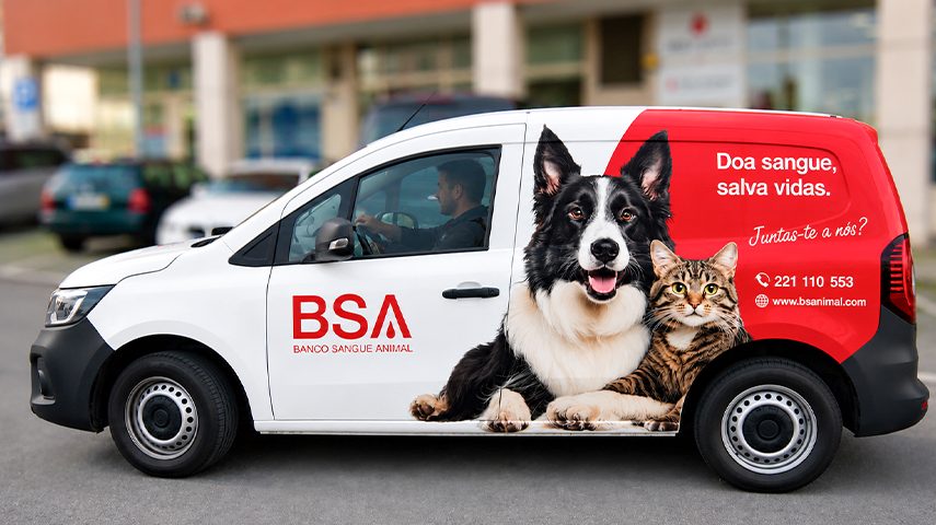Cães e gatos podem doar sangue. Queres saber como?