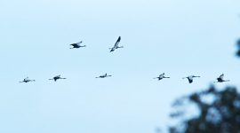 bando de aves em voo com fundo de céu e com ramagem desfocada do lado direito da imagem