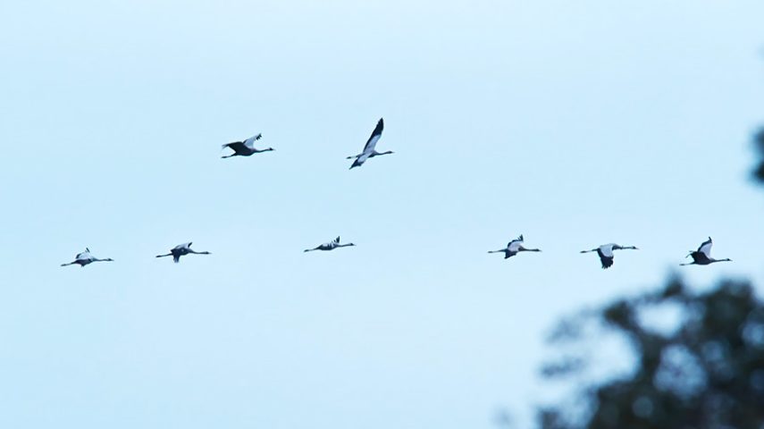 Imagem de Aves migratórias: porque deixam as cegonhas de viajar?