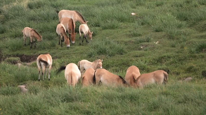 Os últimos cavalos selvagens: marcha-atrás na extinção