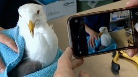 Imagem de Quem ajuda os animais marinhos em perigo?