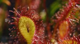 Imagem de Plantas carnívoras — estratégias de sobrevivência