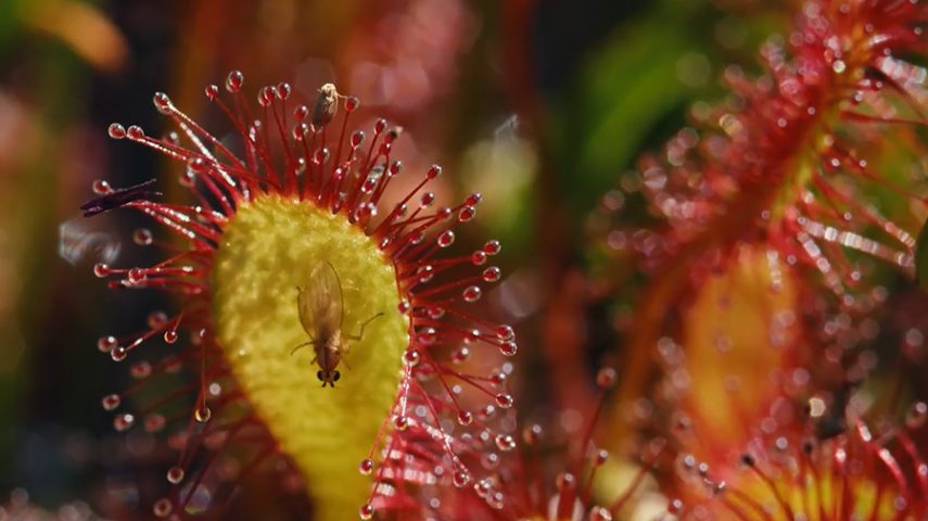 Imagem de Plantas carnívoras — estratégias de sobrevivência